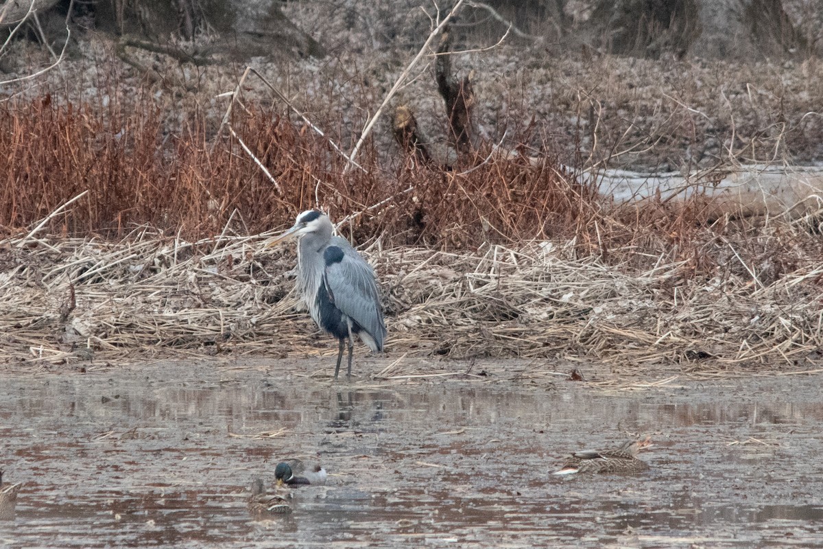 Great Blue Heron - ML290233171