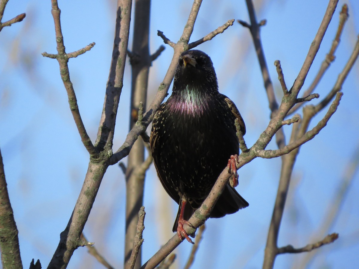 European Starling - ML29023391