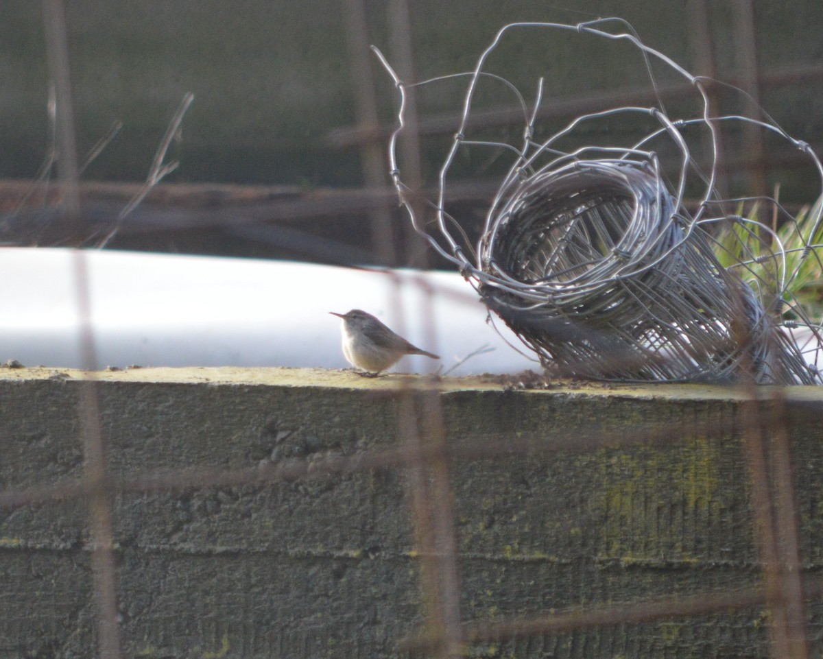 Rock Wren - ML290234981