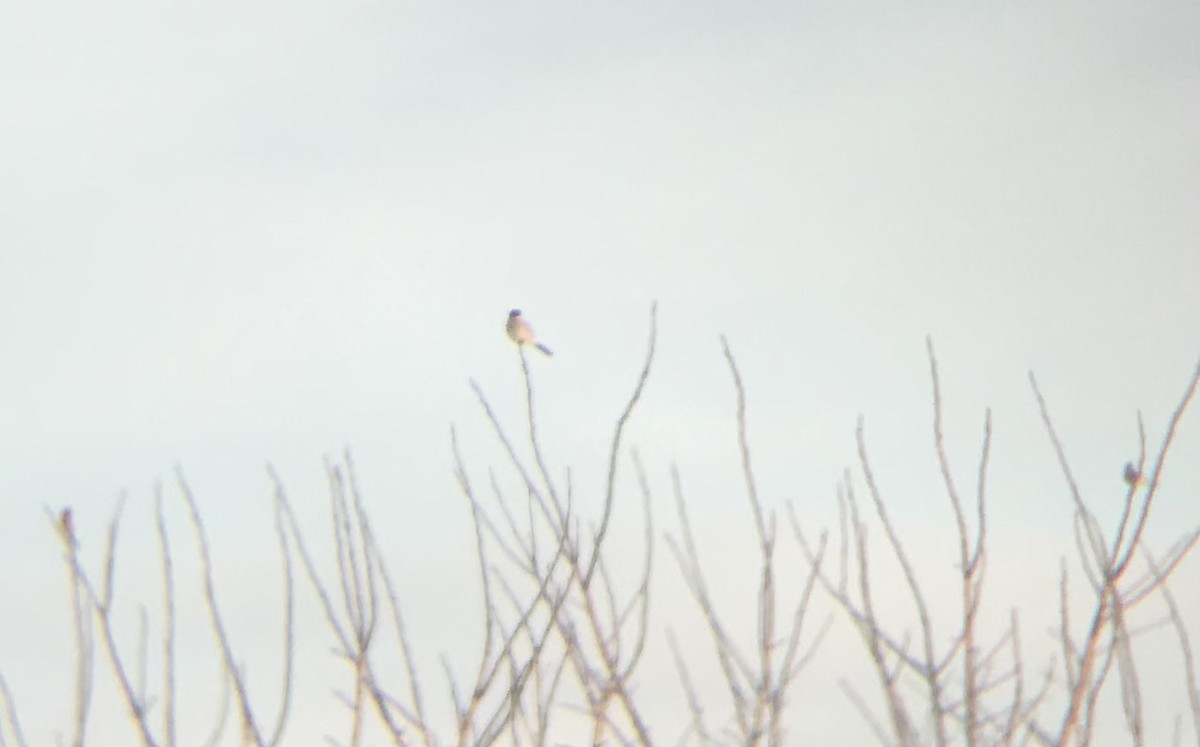 Northern Shrike - ML290236881