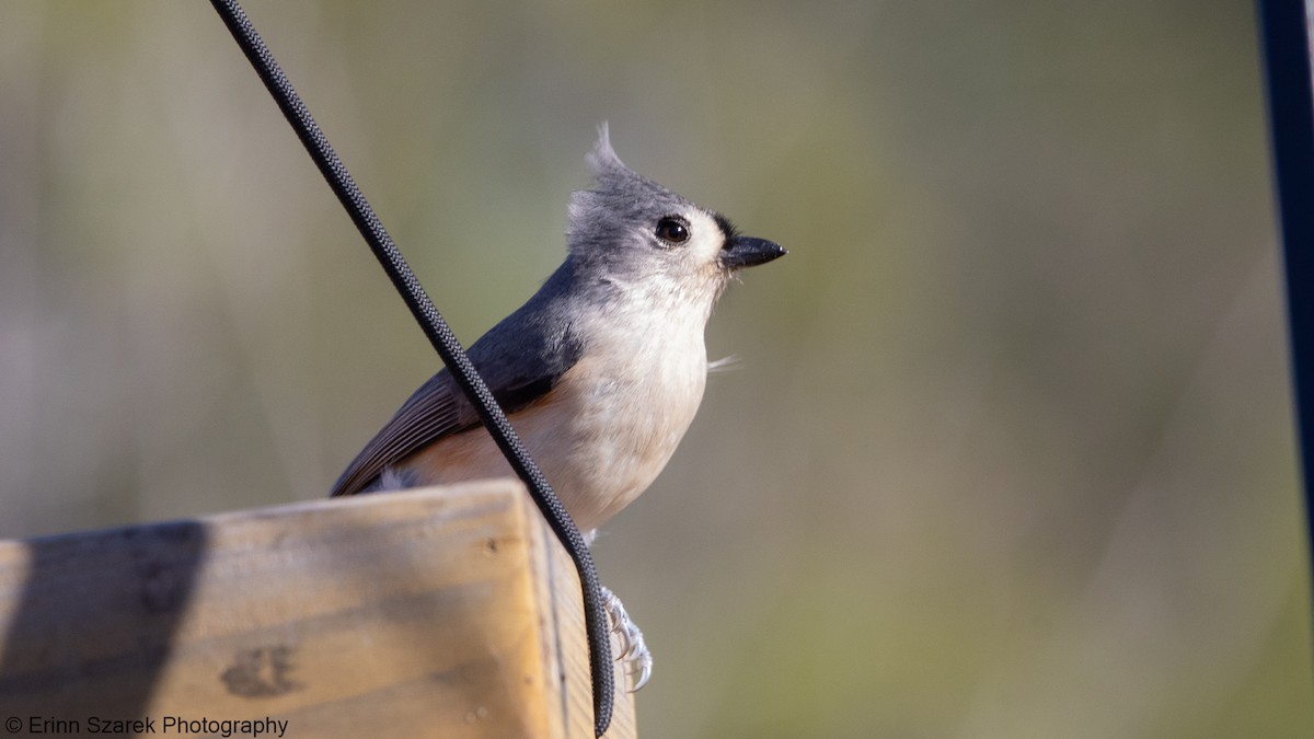 Tufted Titmouse - ML290237951