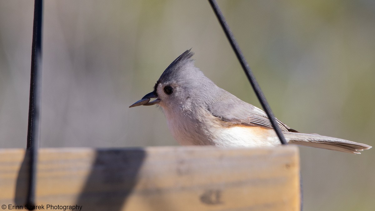 Tufted Titmouse - ML290237961