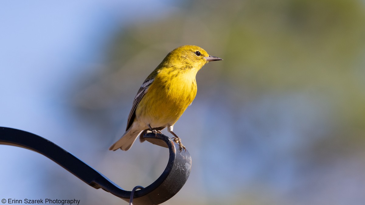 Pine Warbler - ML290239691