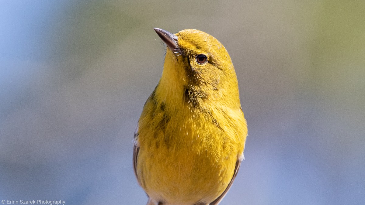 Pine Warbler - ML290239711