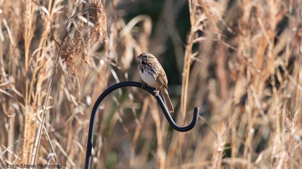 Song Sparrow - ML290239761