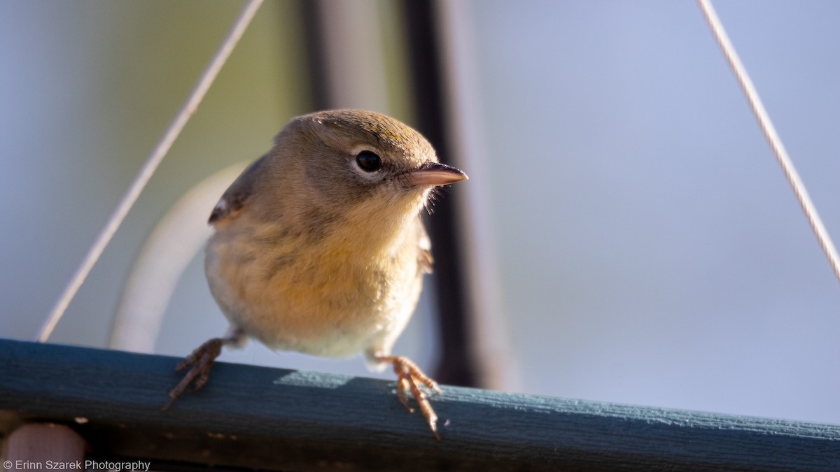 Pine Warbler - ML290239881