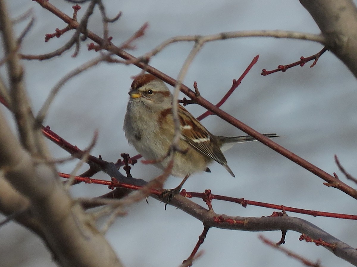 American Tree Sparrow - ML290241081