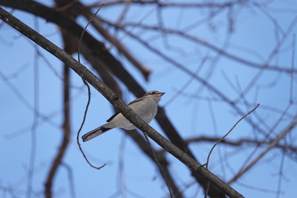 Northern Shrike - ML290241531