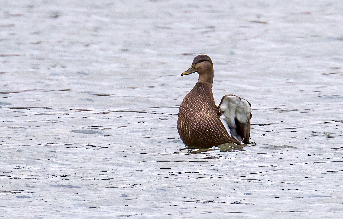 American Black Duck - ML290241781