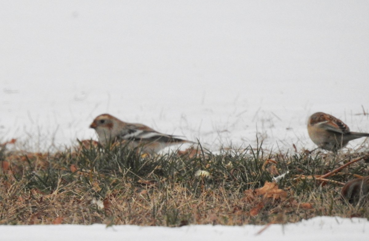 Snow Bunting - ML290241811