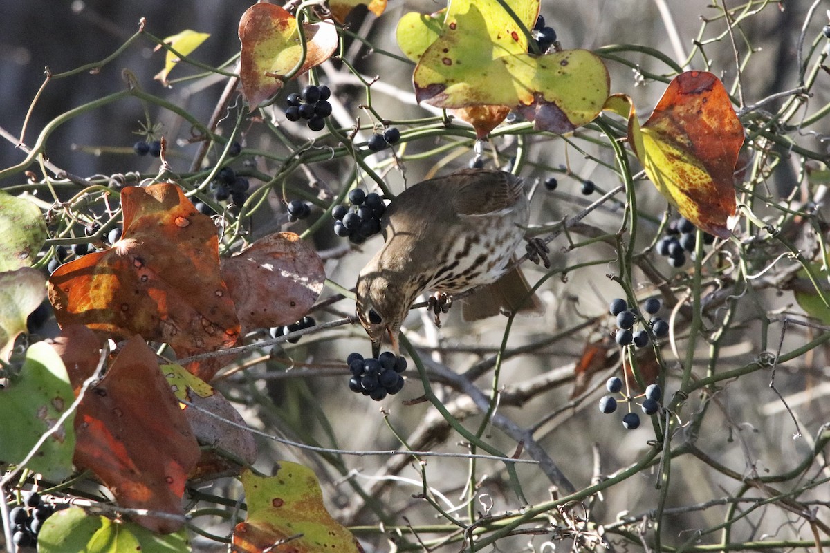 Hermit Thrush - ML290242811