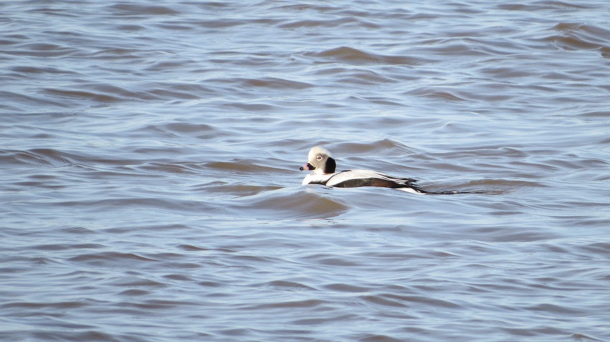 Long-tailed Duck - ML290243131