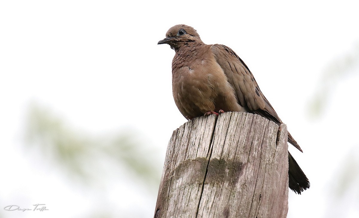 Eared Dove - ML290243801