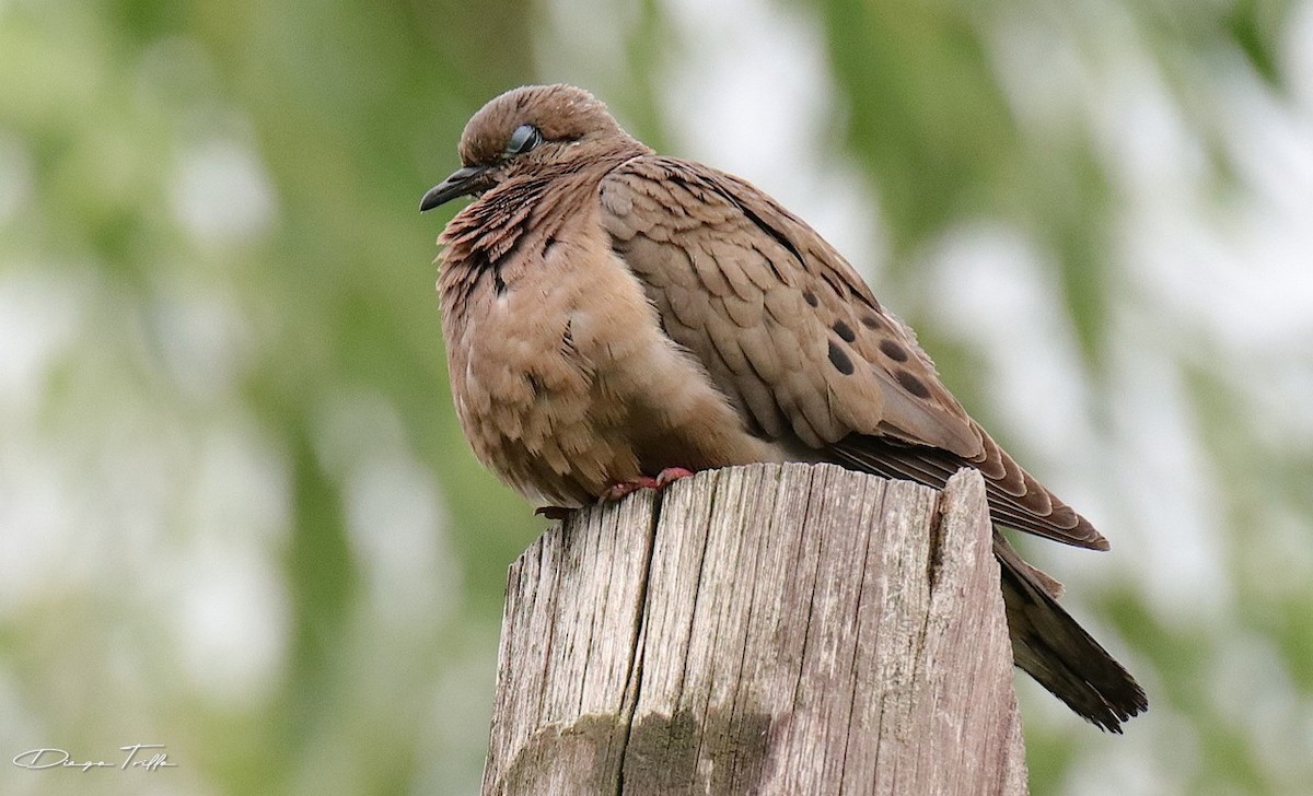 Eared Dove - ML290243821