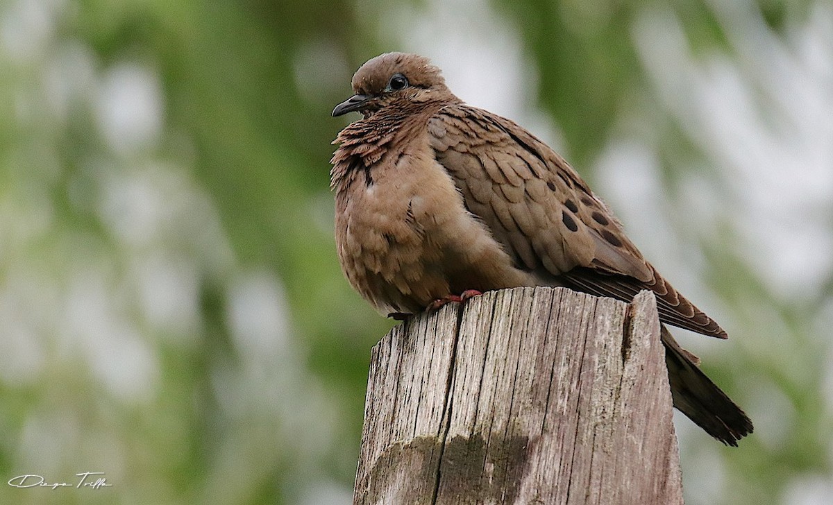 Eared Dove - ML290243831