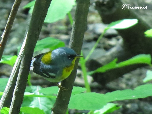 Northern Parula - ML29024391