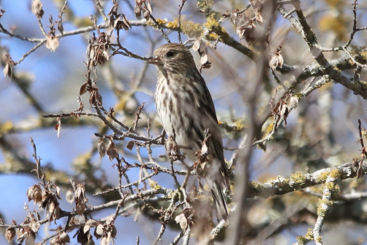 Pine Siskin - ML290244621