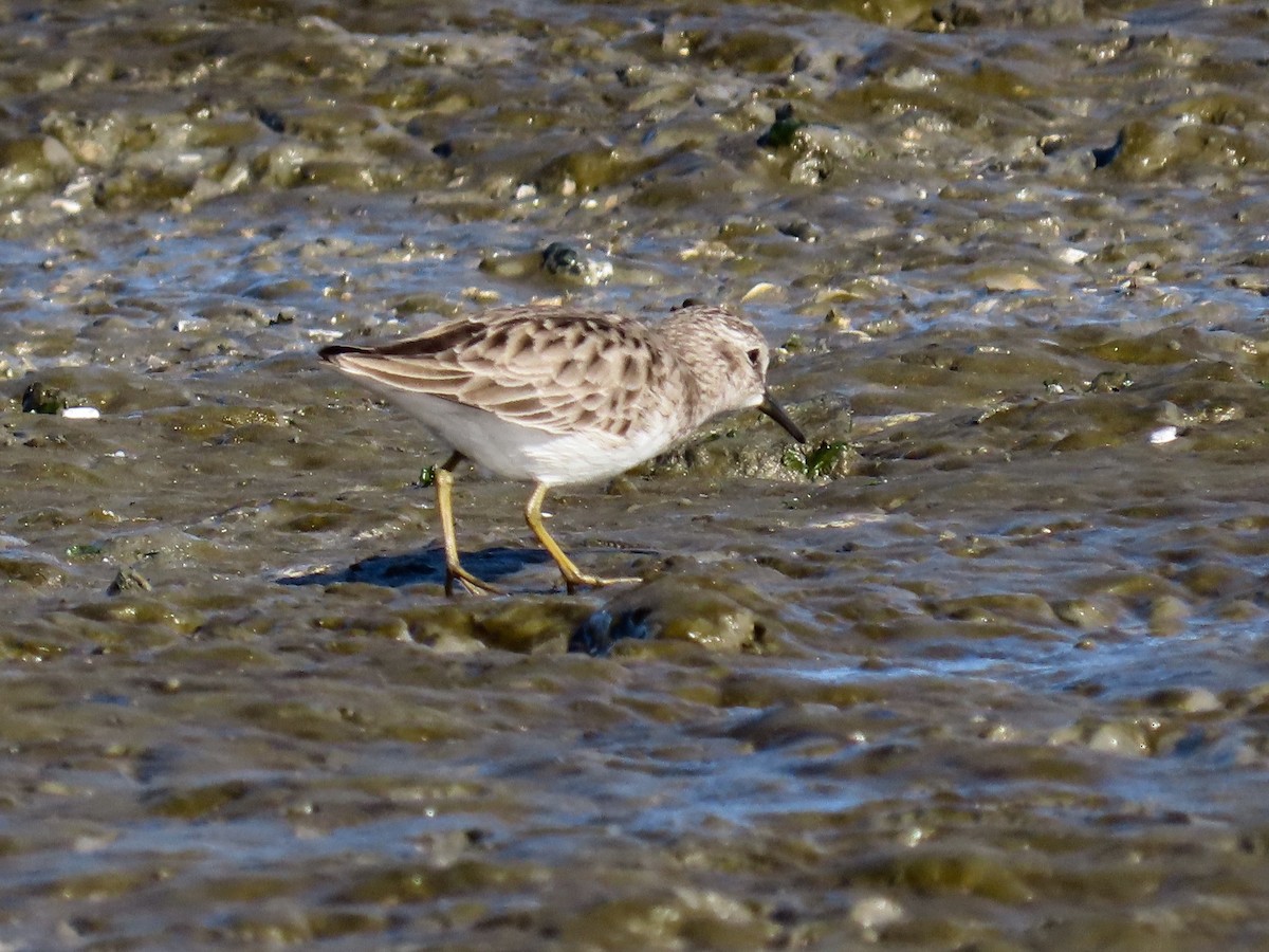 Least Sandpiper - Alane Gray