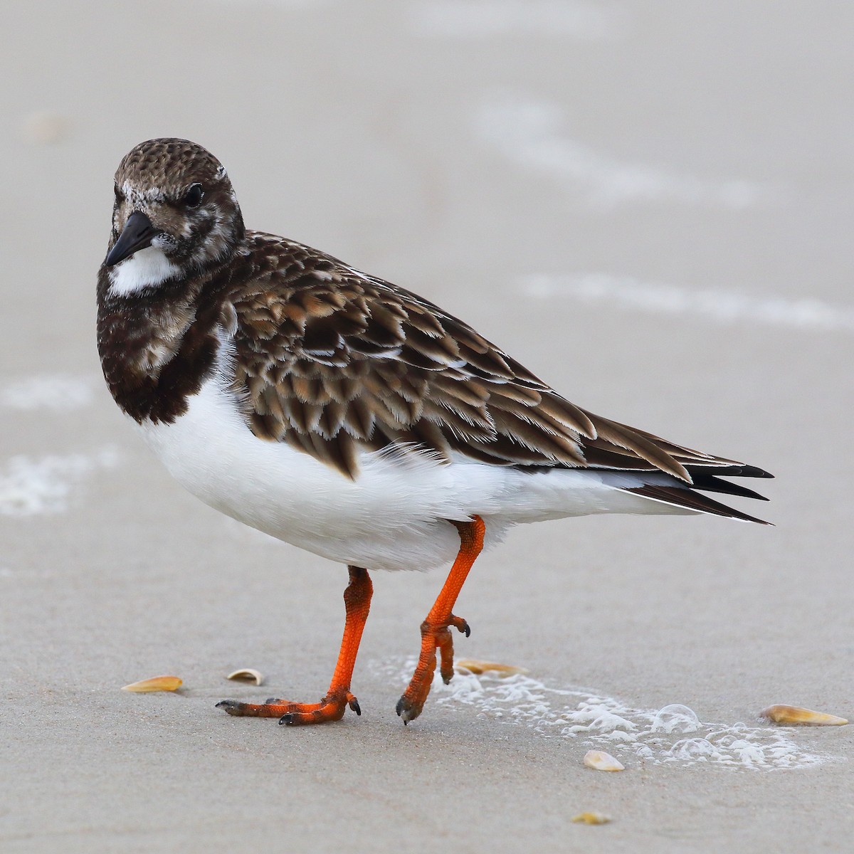 Ruddy Turnstone - Dan Vickers