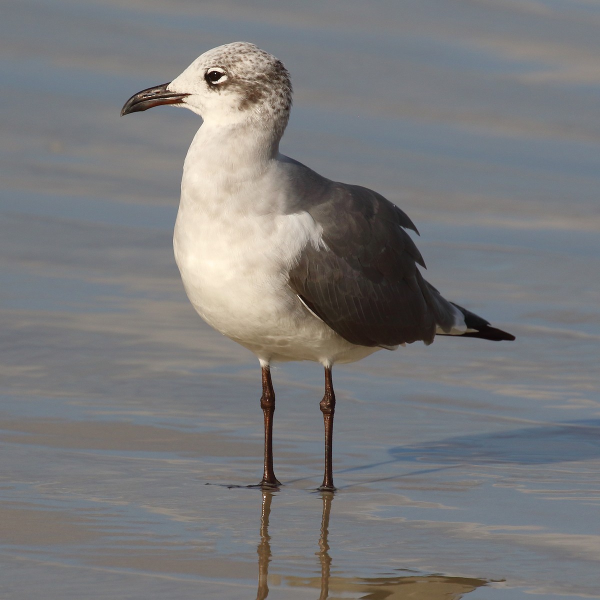 Laughing Gull - ML290250721