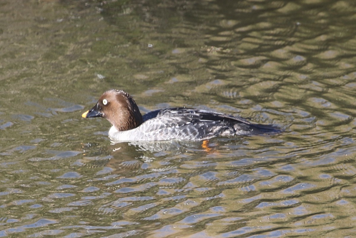 Common Goldeneye - Douglas Hall