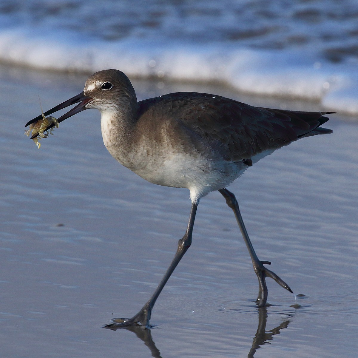 Willet (Western) - ML290251731