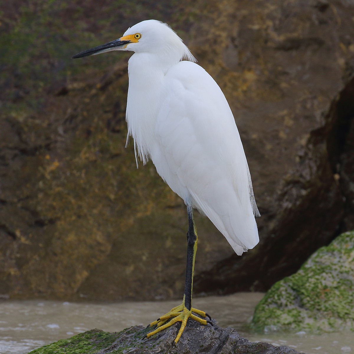 Snowy Egret - Dan Vickers