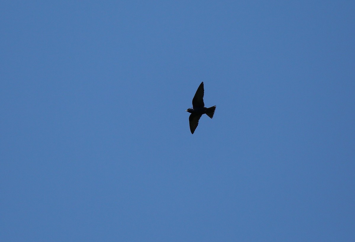 Purple Martin - ML29025201