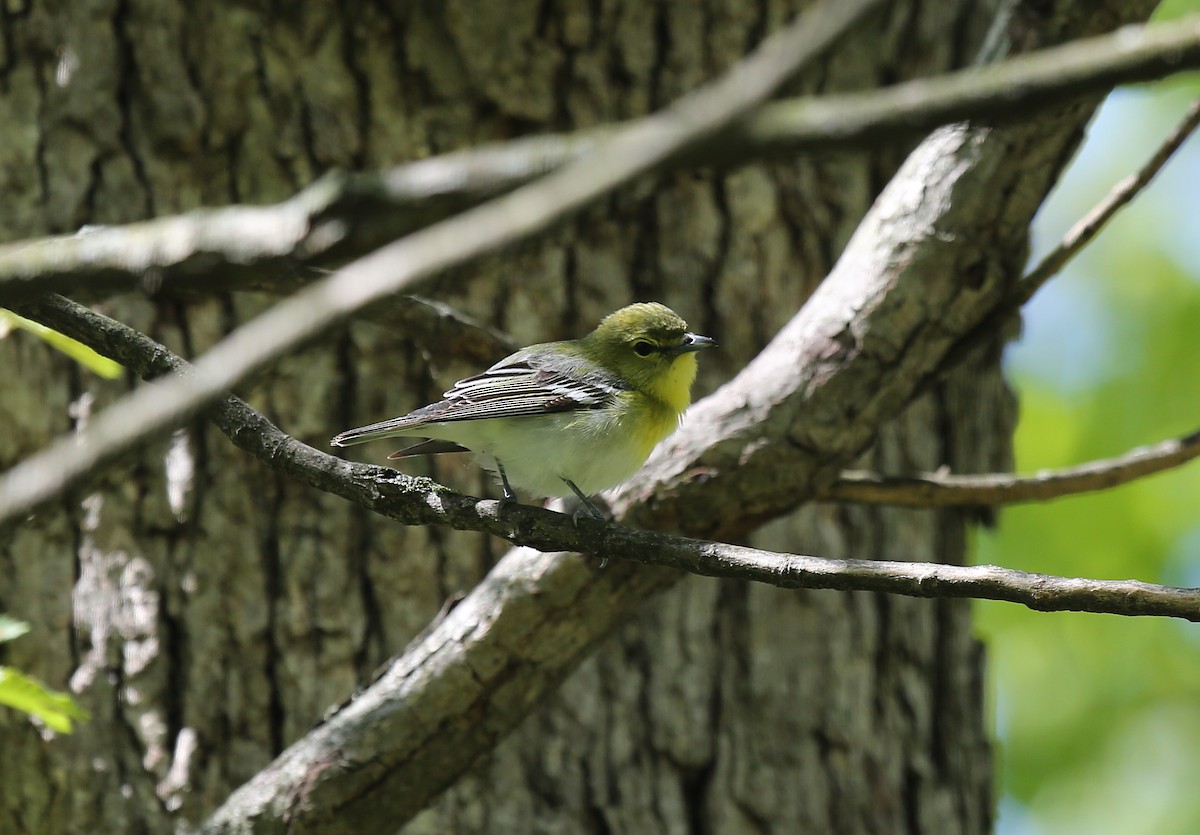 Yellow-throated Vireo - ML29025231