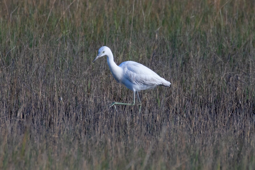 Little Blue Heron - ML290252711