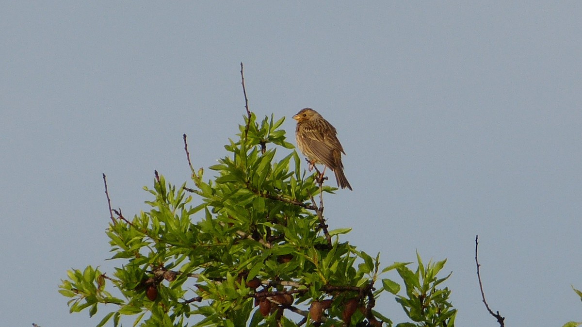 Corn Bunting - ML290252941