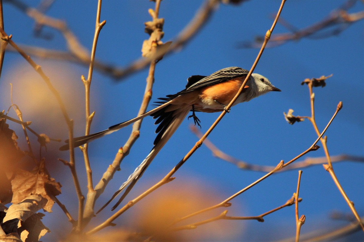 Scissor-tailed Flycatcher - Patrick Sysiong