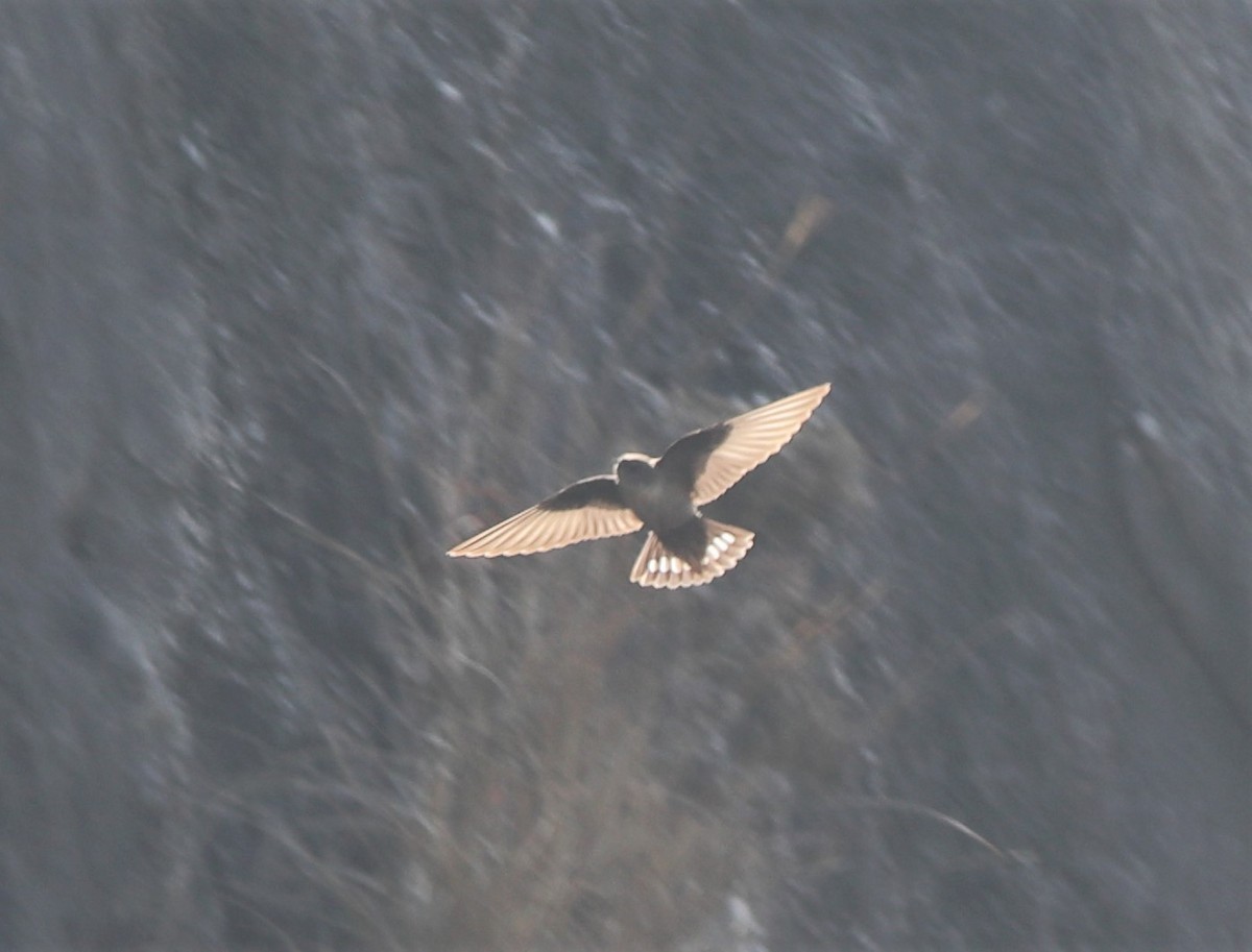Eurasian Crag-Martin - ML290255651