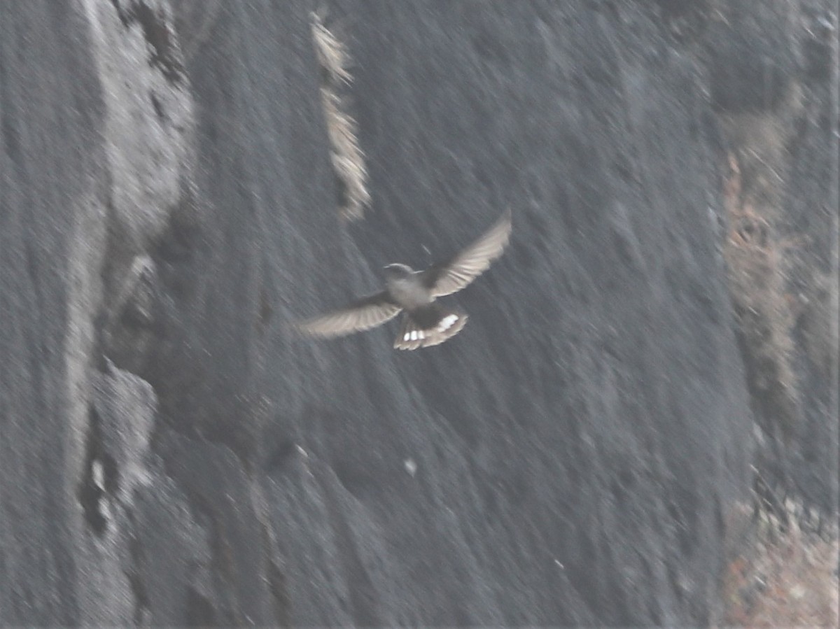 Eurasian Crag-Martin - ML290255661