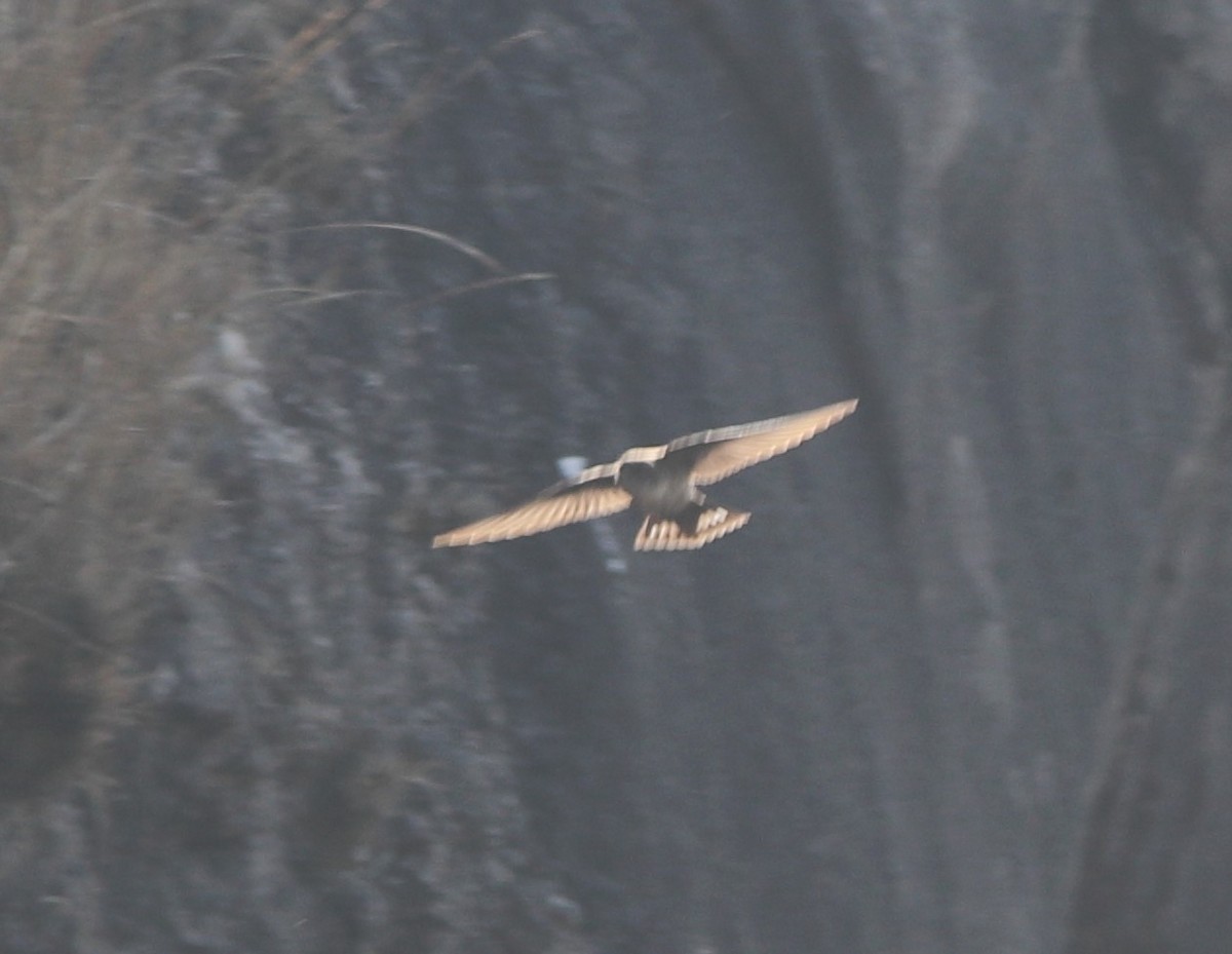 Eurasian Crag-Martin - ML290255671