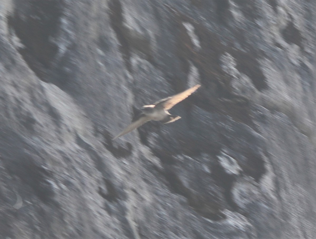 Eurasian Crag-Martin - ML290255681