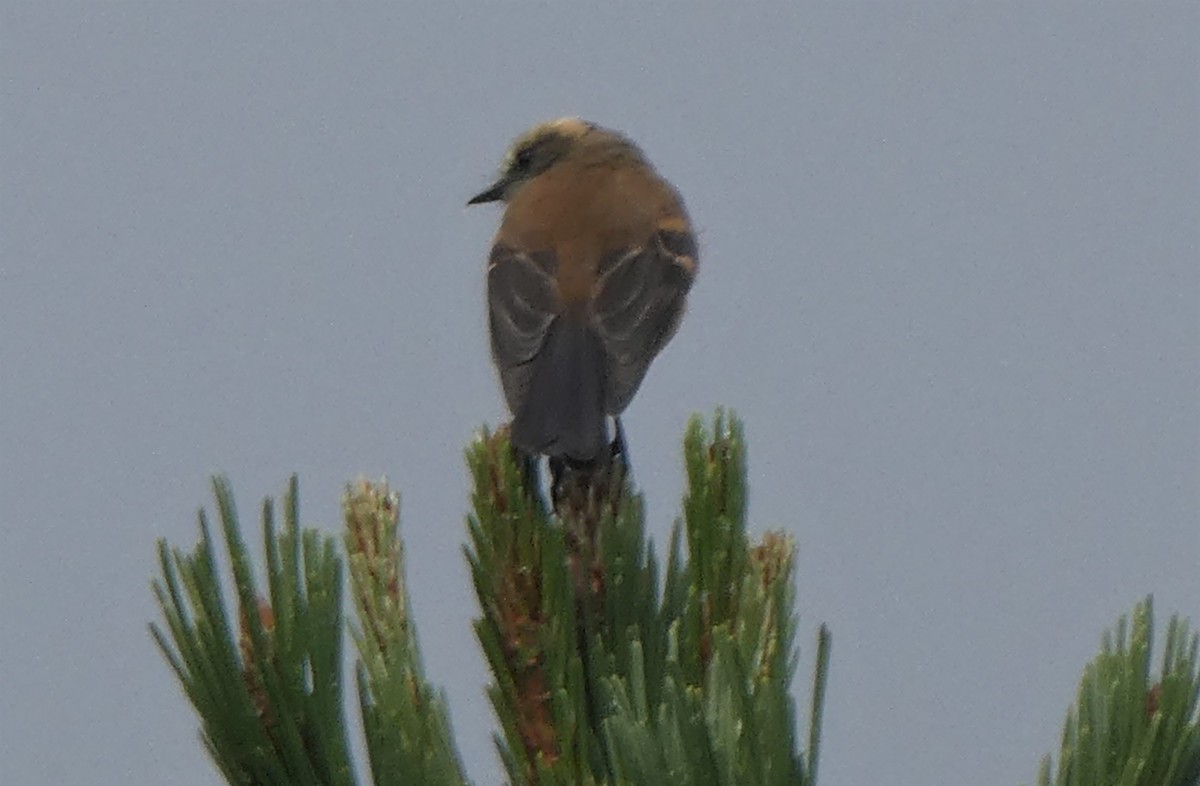 Brown-backed Chat-Tyrant - ML290260281