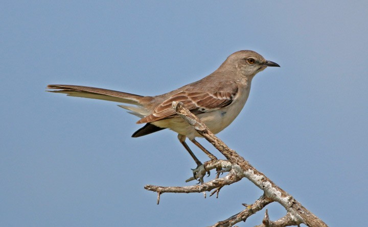 Northern Mockingbird - ML29026121