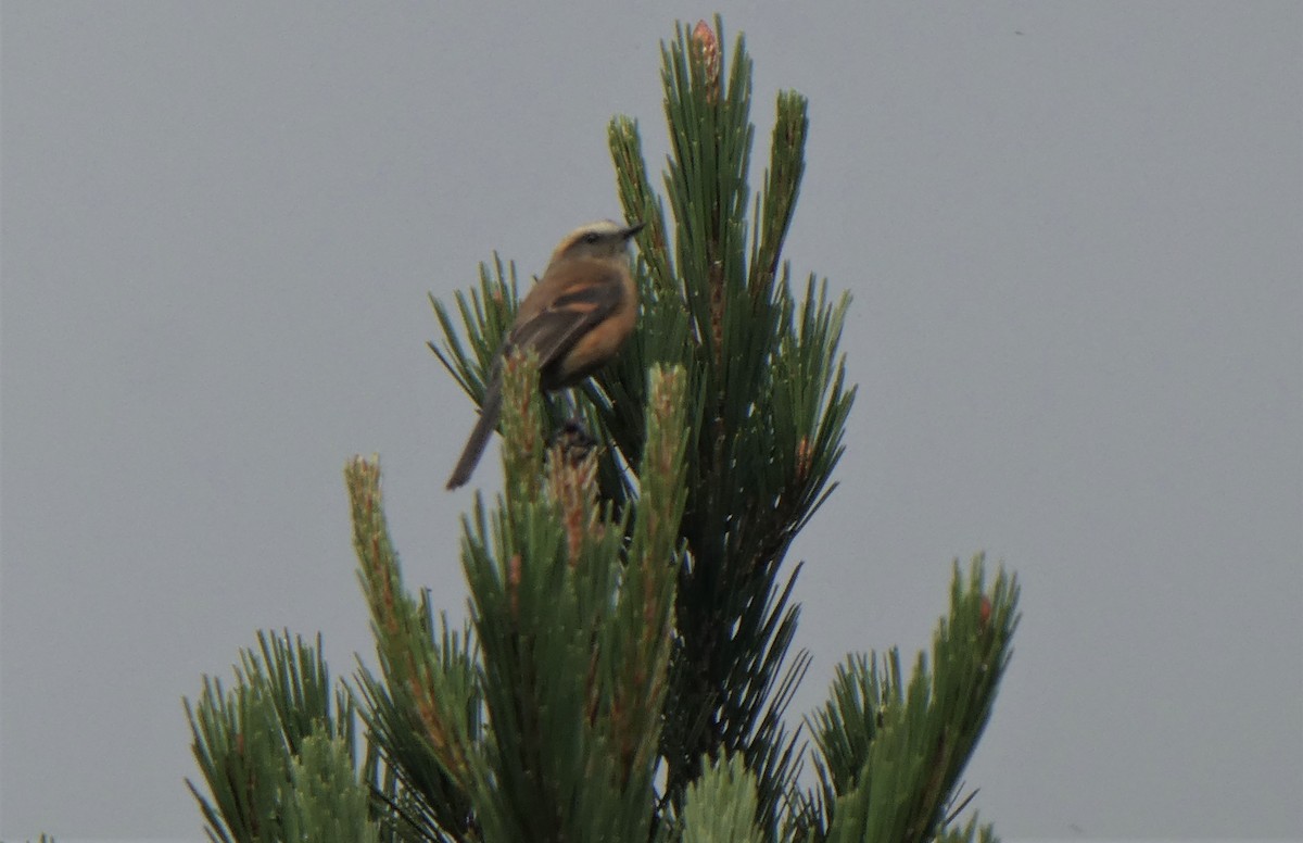 Brown-backed Chat-Tyrant - ML290261421