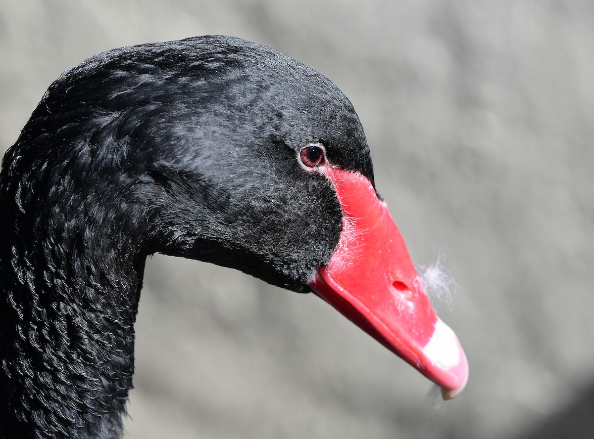 Black Swan - ML290261471