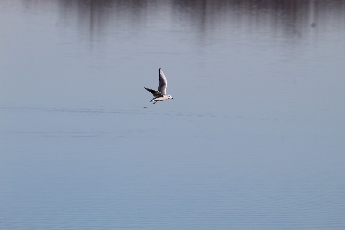 Bonaparte's Gull - ML290261561