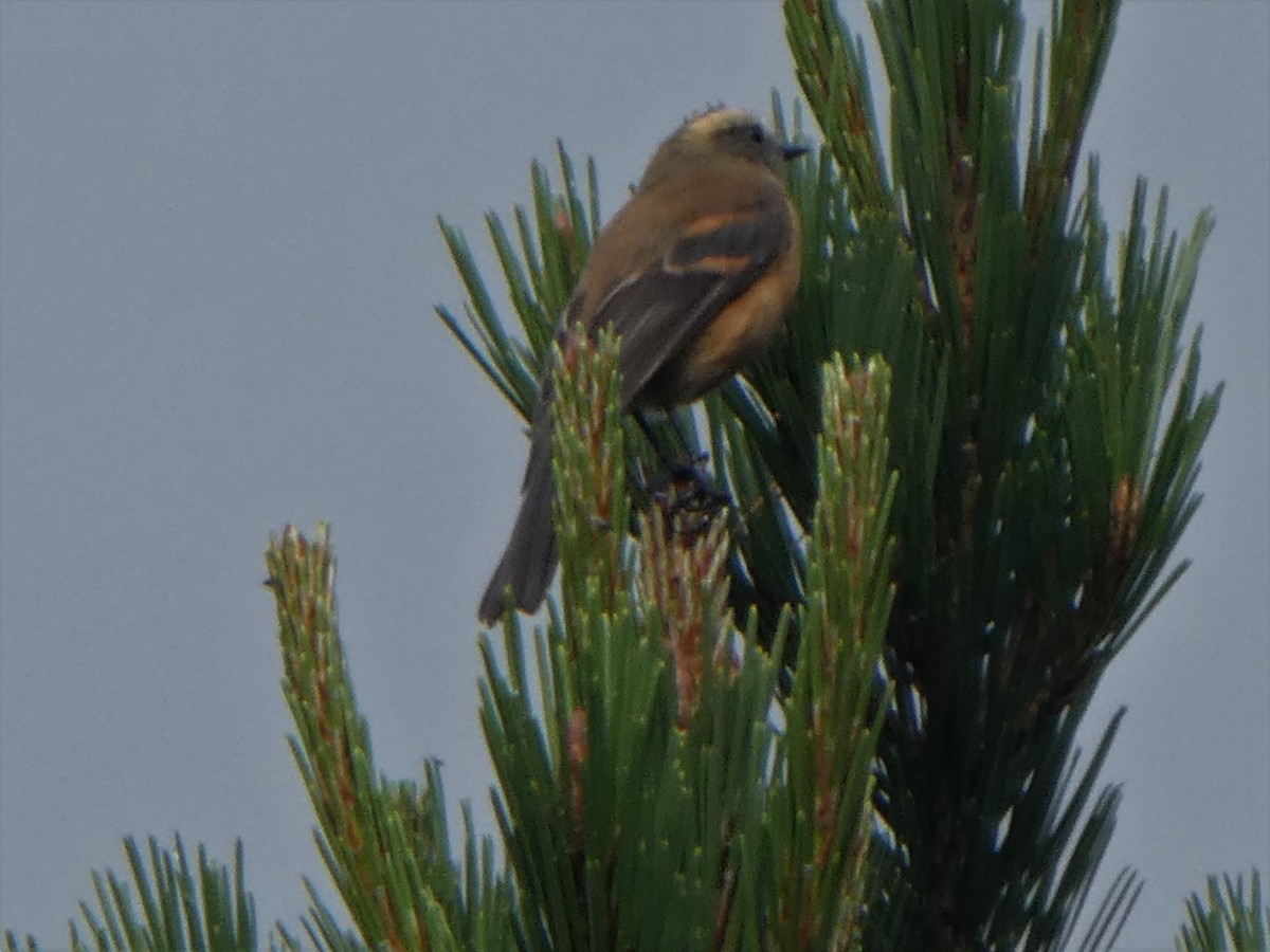 Brown-backed Chat-Tyrant - ML290261601