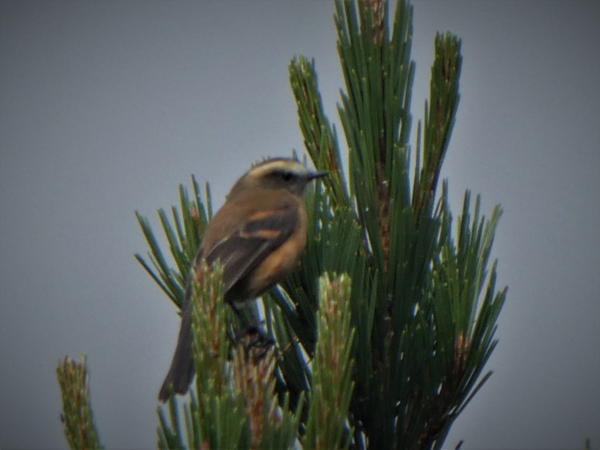 Brown-backed Chat-Tyrant - ML290261791