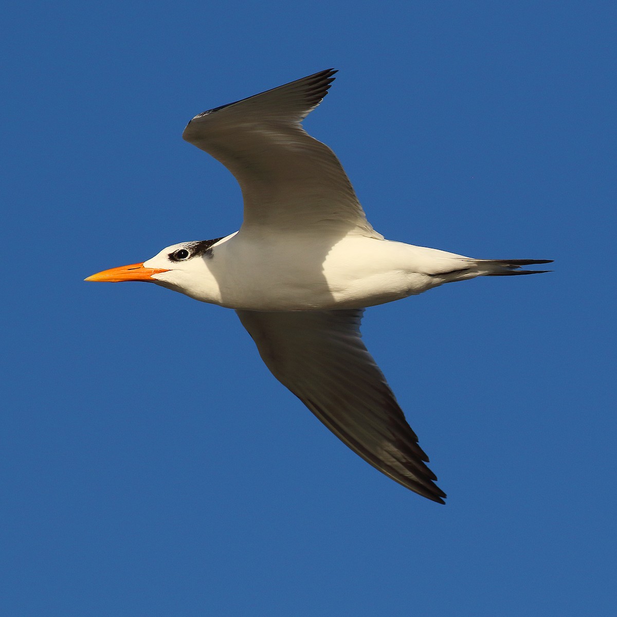 Royal Tern - ML290262251