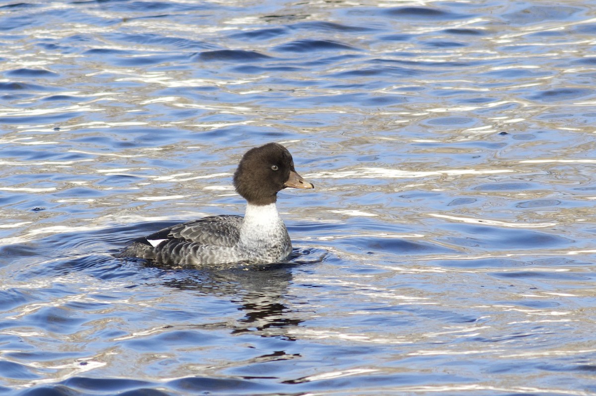 Barrow's Goldeneye - Nathan Dubrow