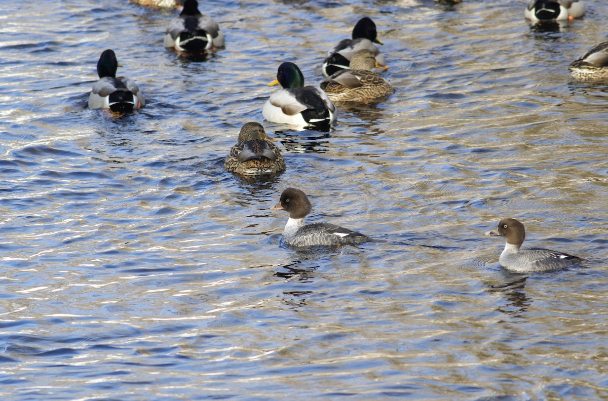 Barrow's Goldeneye - Nathan Dubrow