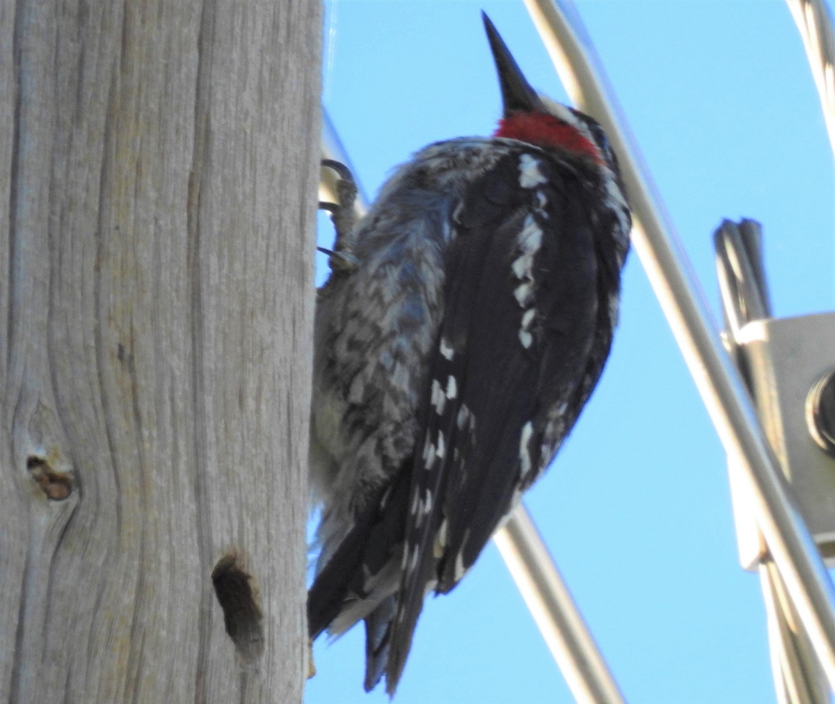 Red-naped Sapsucker - ML290266261