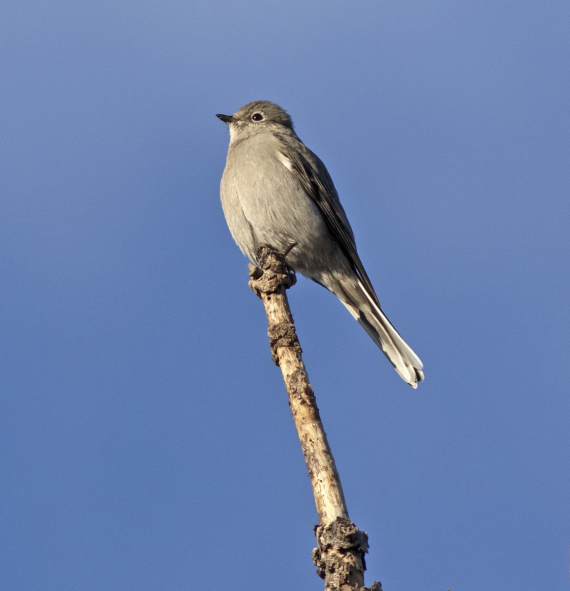 Townsend's Solitaire - ML290268661