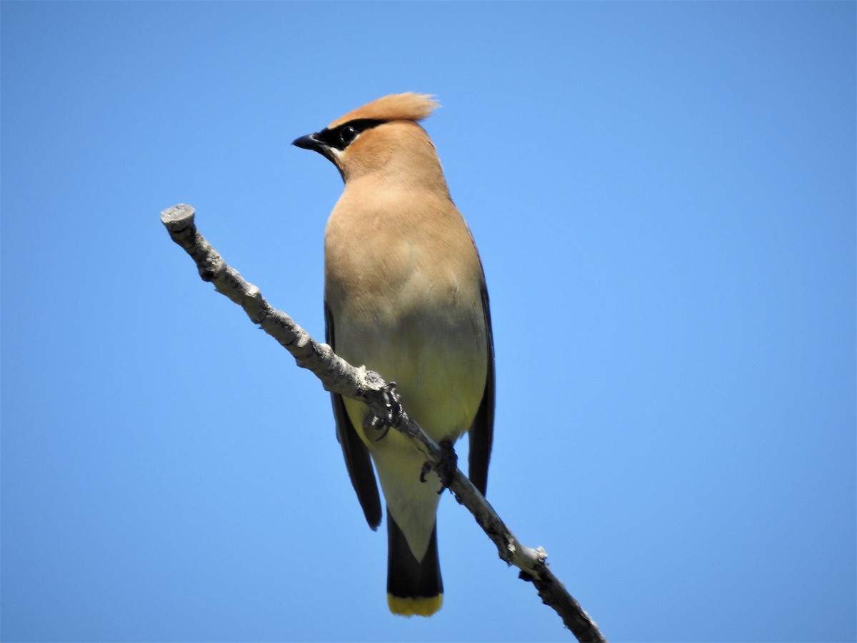 Cedar Waxwing - ML290269531