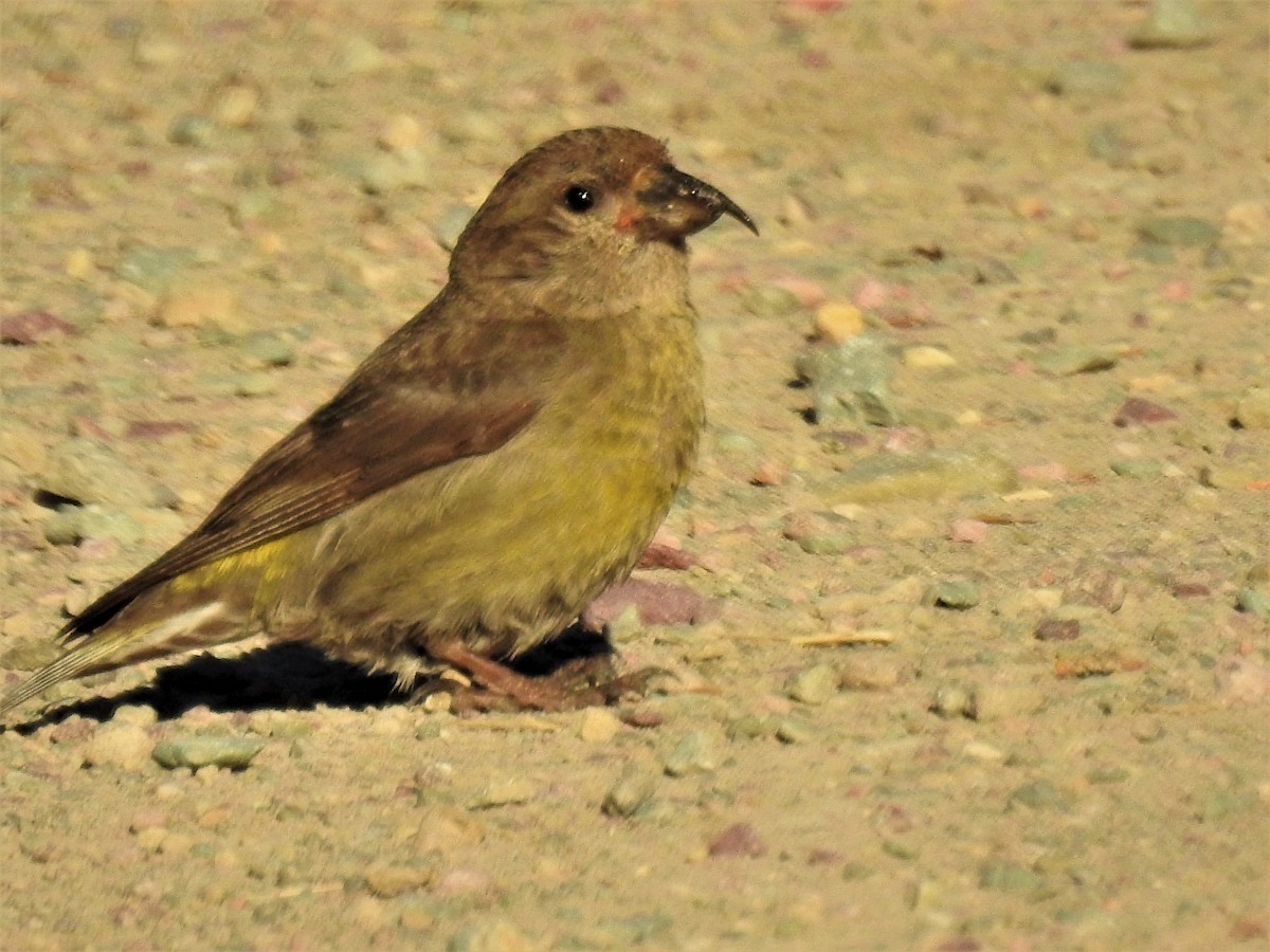 Red Crossbill - ML290269691